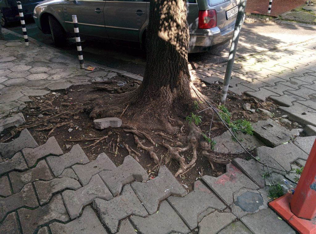 Тротоарите са надигнати от корените на дърветата